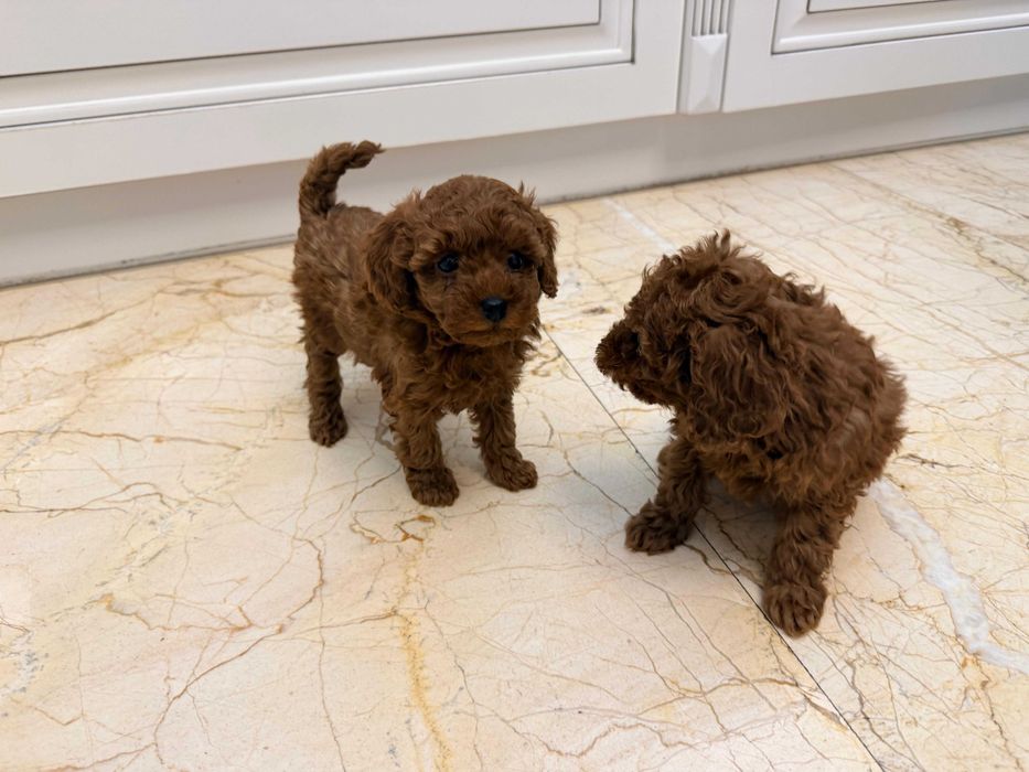 Fetite Pudel/Poodle toy mini cu pedigree