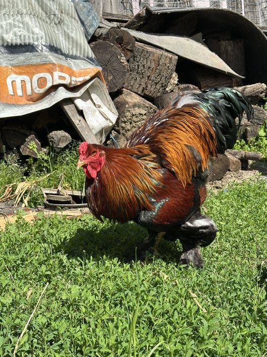 Disponibila pereche brahma potarnichiu