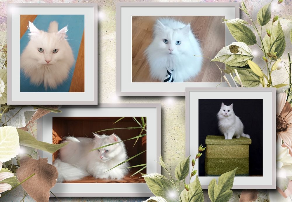 Изработка на колажи