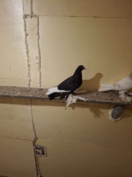 Продам голубей жуки сочи