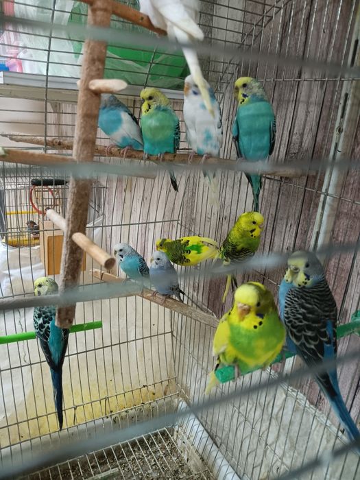 Продавам вълнисти папагали