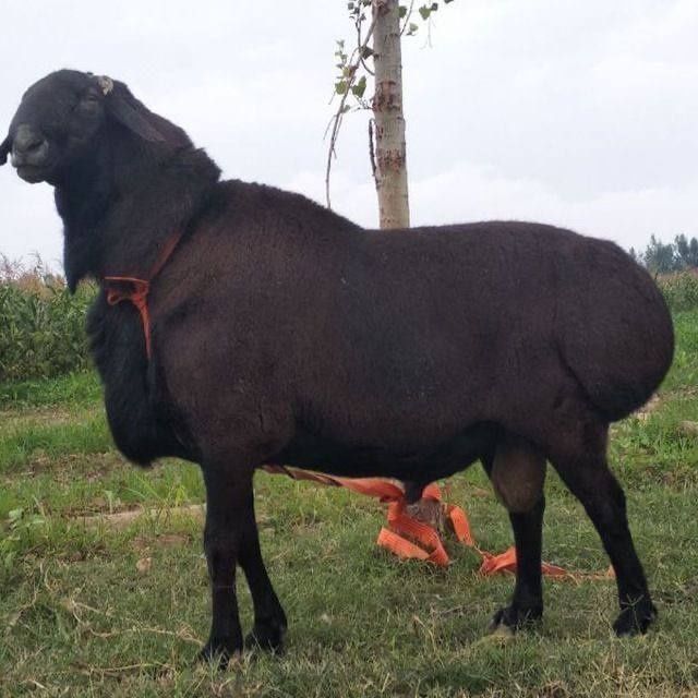 Qassob xizmati , qoy bor