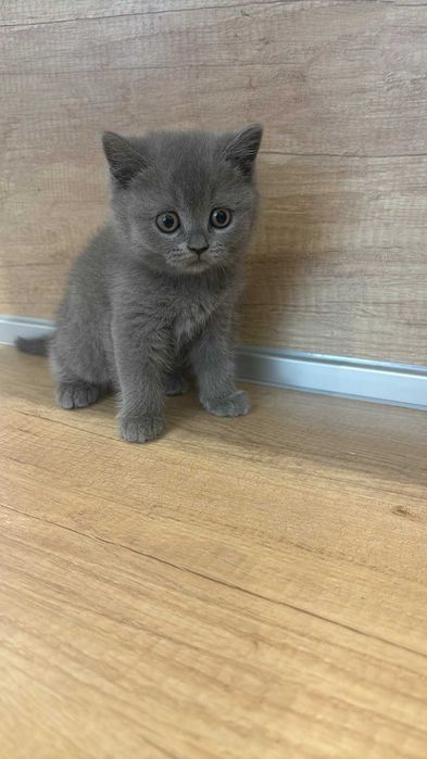 Британски котенца