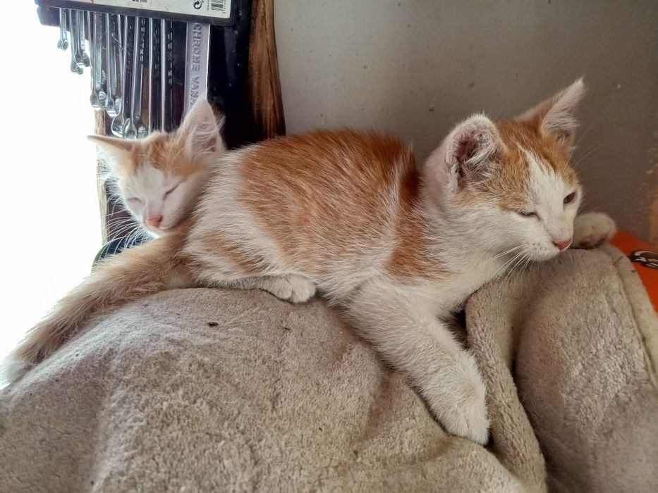 Мини котики, мальчики котята