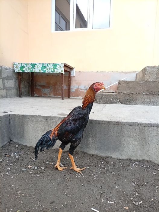 Жужа хуроз сотилади