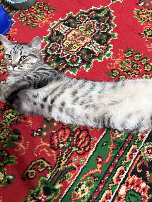 Отдам в хорошие руки кошку