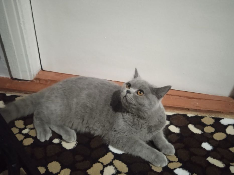 Британский караткащерсть