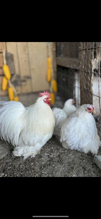 Oua cochinchina pitic