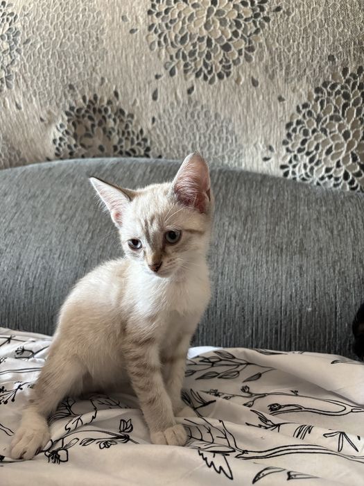 Отдам котят девочек 3 месяца, бесплатно!!!