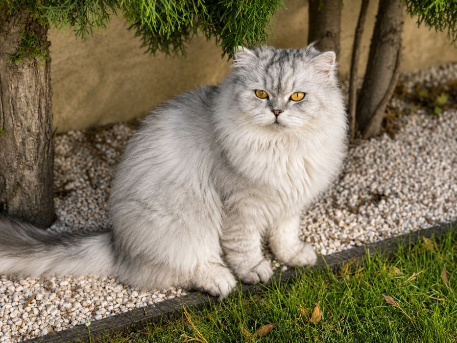 3 котенца си търсят дом
