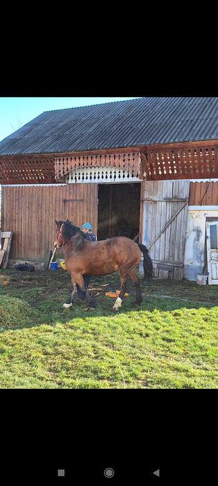 Vand iapă cu stea in frunte