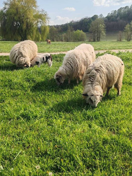 0i turcane de vanzare