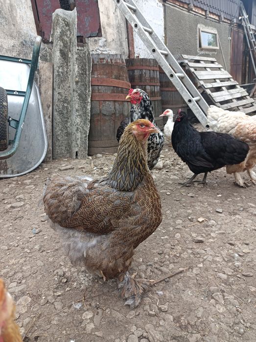 Vand familie Brahma BSO, pui Brahma diverse culori, boboci rata muta