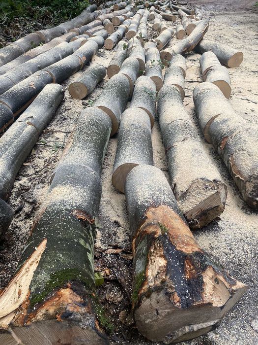 Lemne de foc Esențe tari