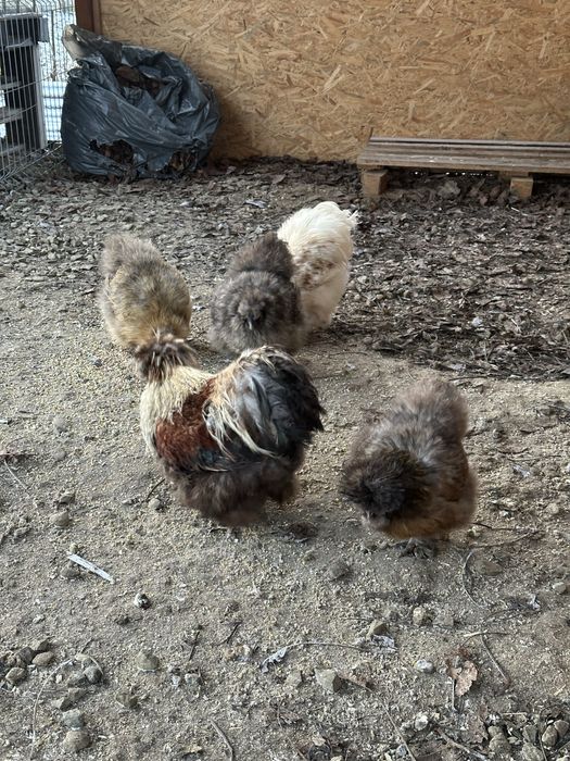 Pui Brahma, Wyandotte, Matase Japoneza