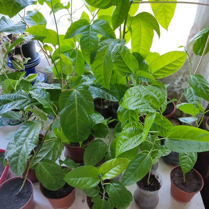 Продается Пассифлора