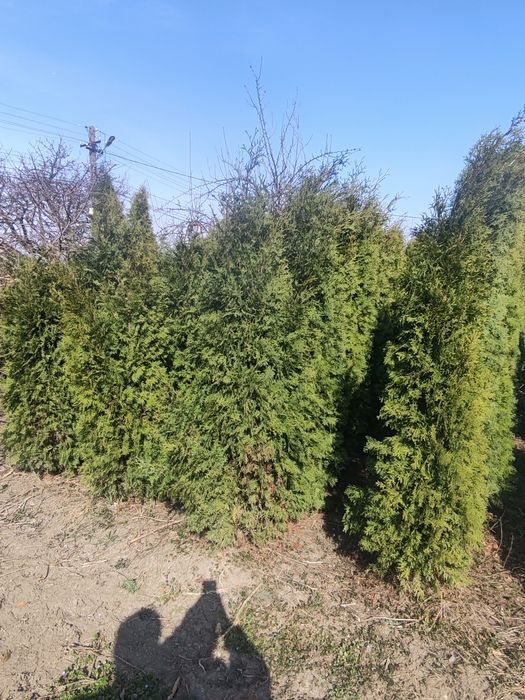 Vând tuia columnaris și smaragd  120 -250 cm!