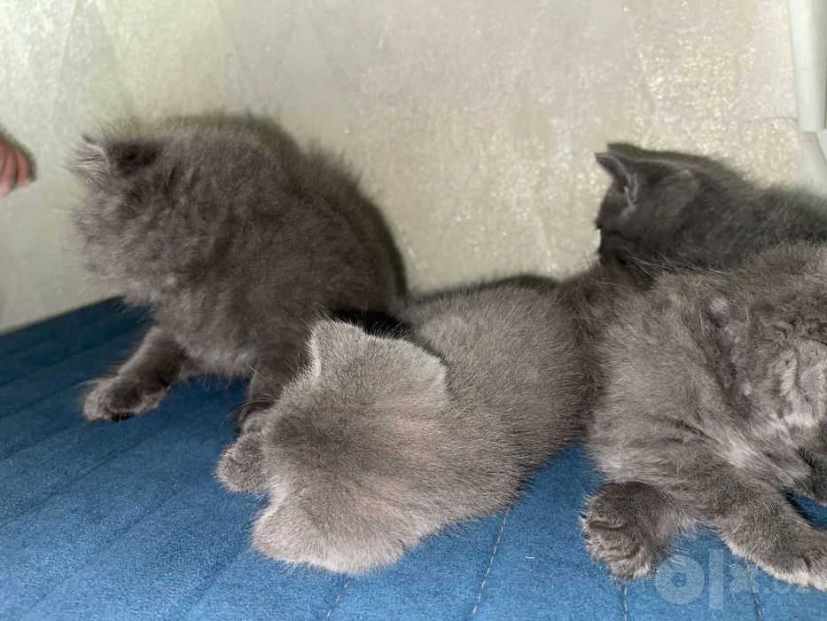 Продаются котята