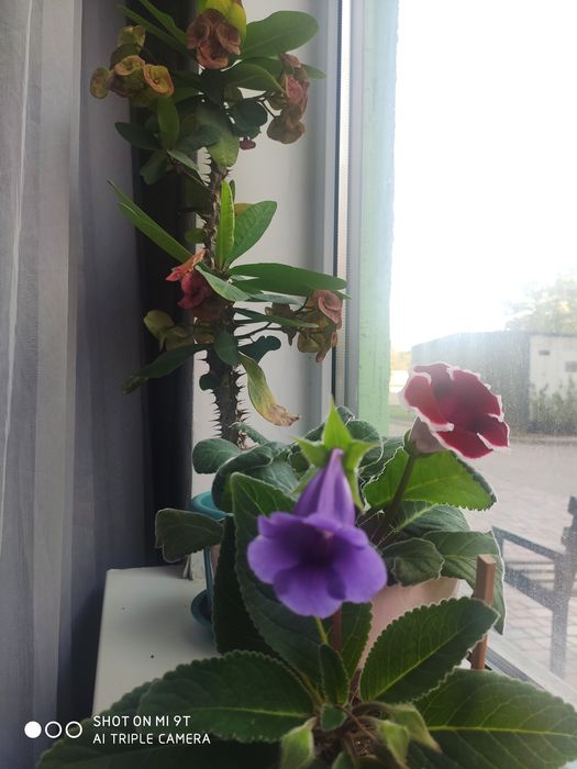 Продам домашние цветы, не дорого