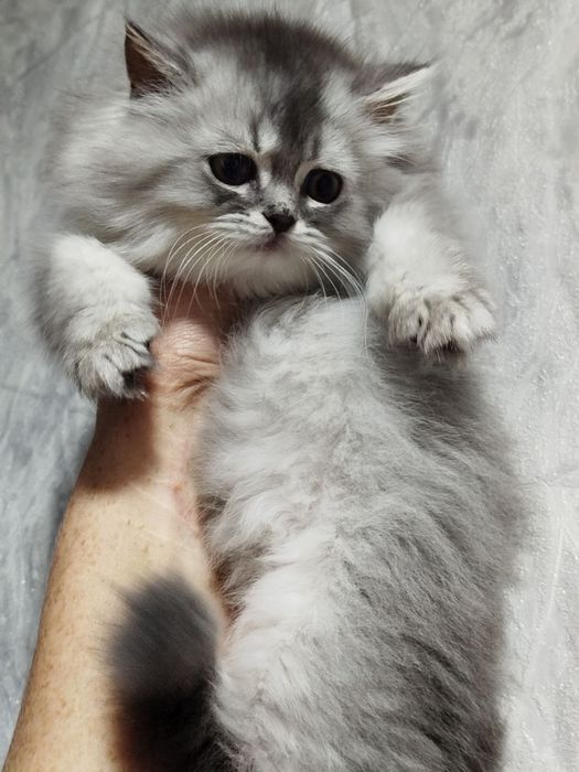 Хайленд страйт котята