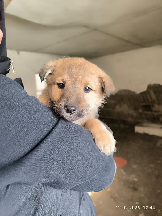 Милые щенки в добрые руки.
