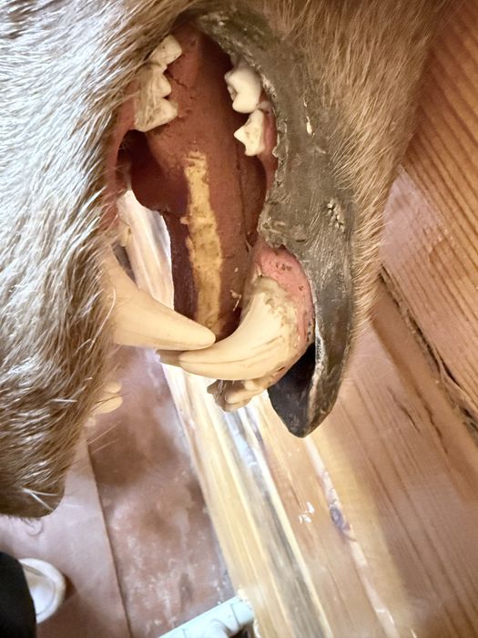 Медведь натуралный