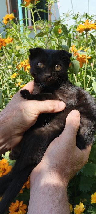 Продаются котята , оба мальчика.
