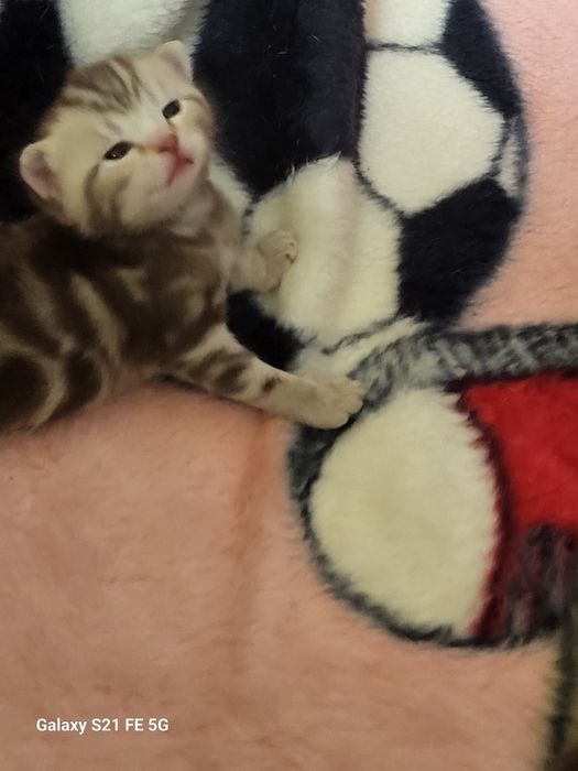 Продам шотландский котят.