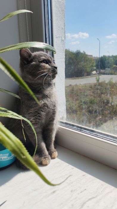 Кошечка без вредных привычек