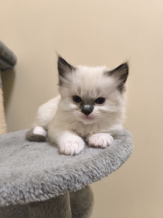 Ragdoll Cats / Регдол Котенца