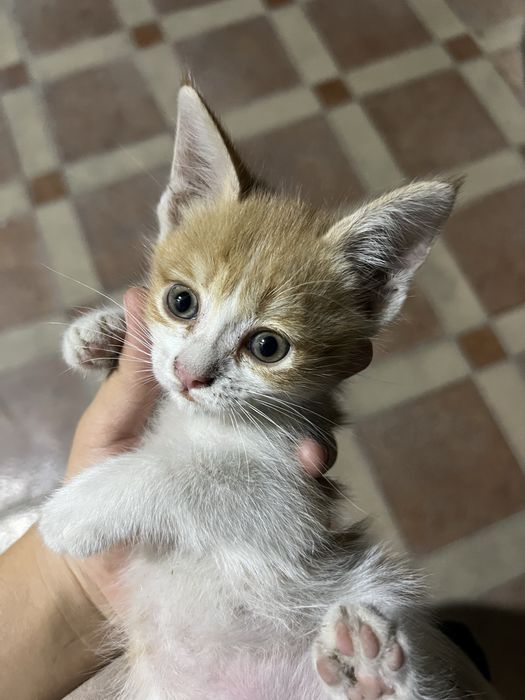 3 котенка домашних!