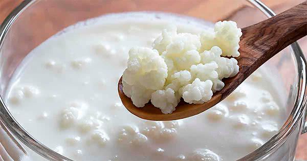 Молочный гриб (тибетский)