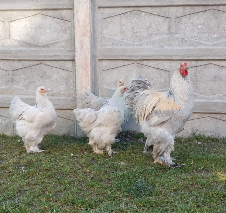 Disponibil pui brahma