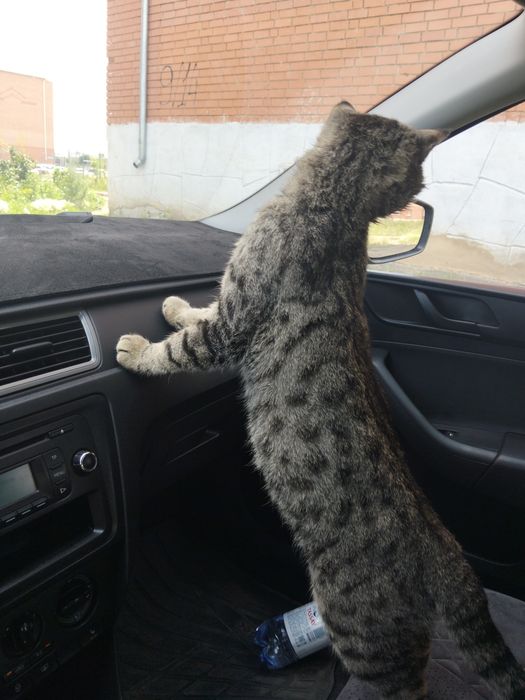 Отдам кота бесплатно