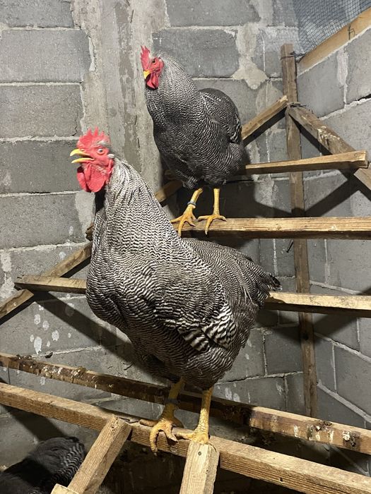 Oua incubat Plymouth Rock Barat