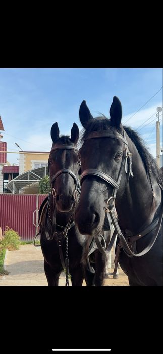 Продется лошадь Фриз