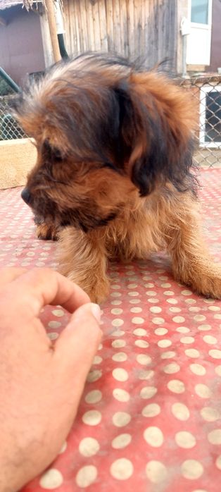 Yorkshire Terrier  fetita