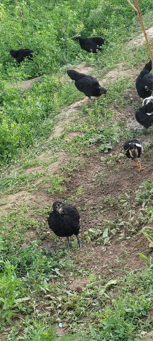 Австролорп румыния