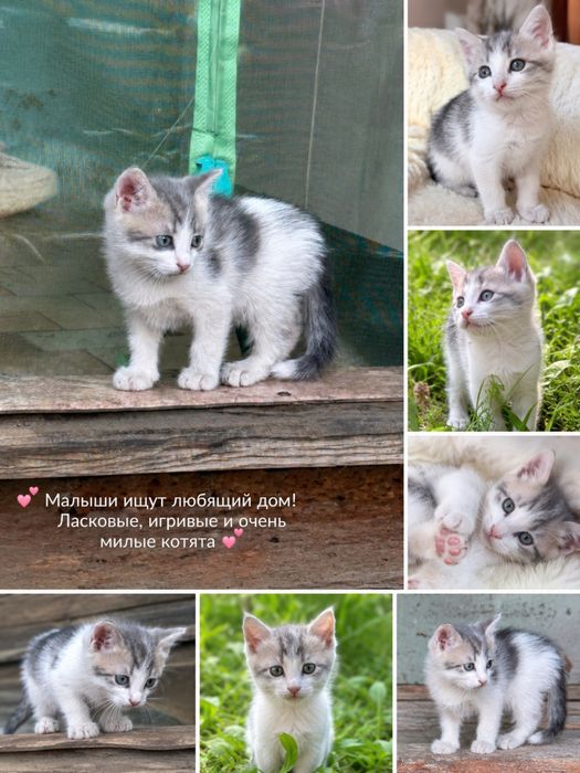 Отдам котят в хорошие руки