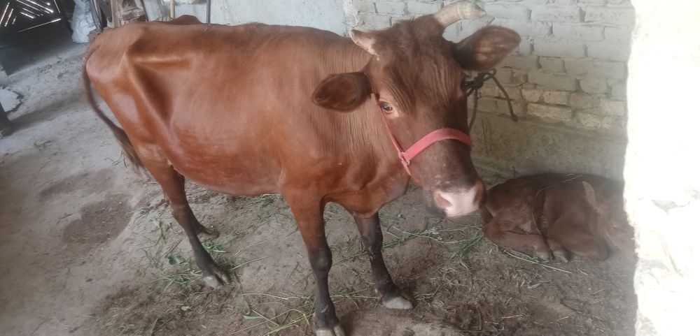 Жондор калсо олдида