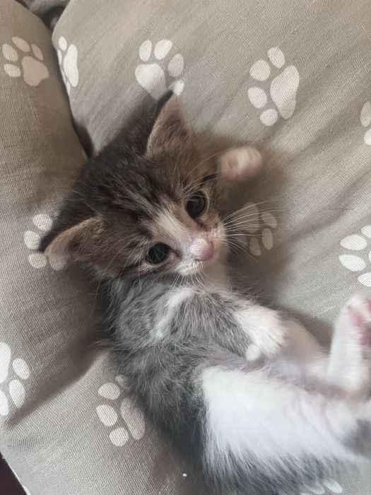 Отдам котят в добрые руки