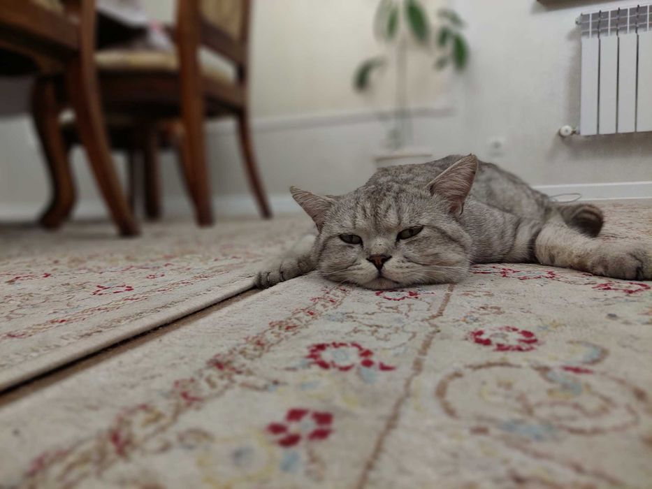 Потерялся кот Ярик