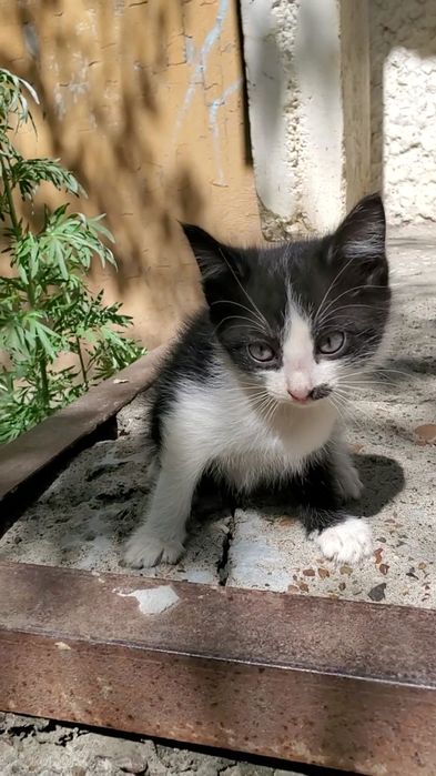 Отдам котят 1,5 месяцев
