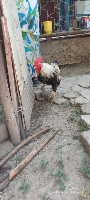 Хонаки хуроз сотилади.