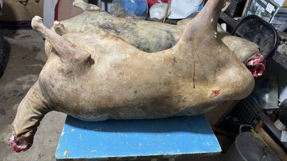 Уйтилген кой! Семиз