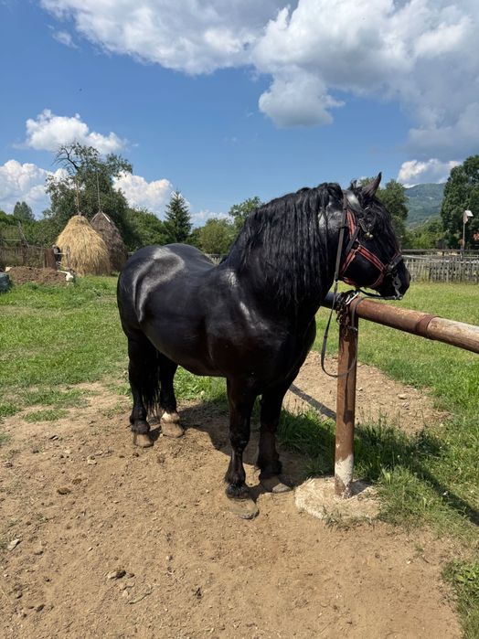 Vând armăsar în vârstă de 6 ani cuminte nu mușcă nu zvârle învățat la muncile agricole și gospodărești accept ori ce probă la plăcerea clientului