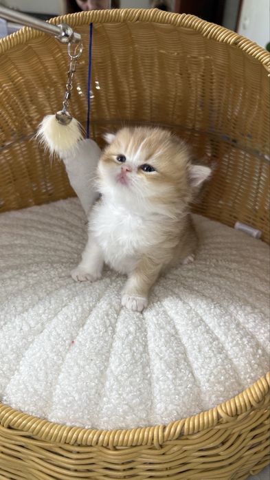 British longhair Bicolor  Baietel