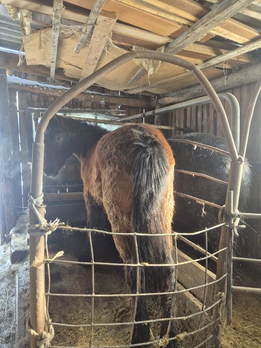 Продам на выбор 2 лошади