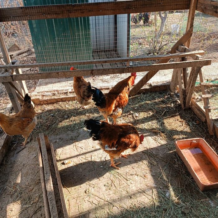 Продам молодых активных петухов породы Кучинский!