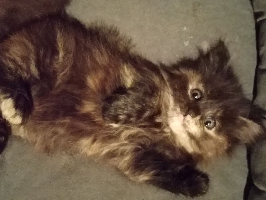 Дарю котят! Бесплатно!